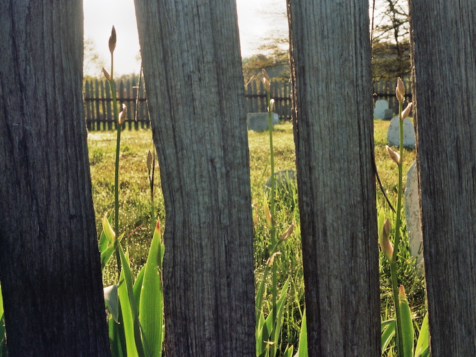 Flowers in Graveyard